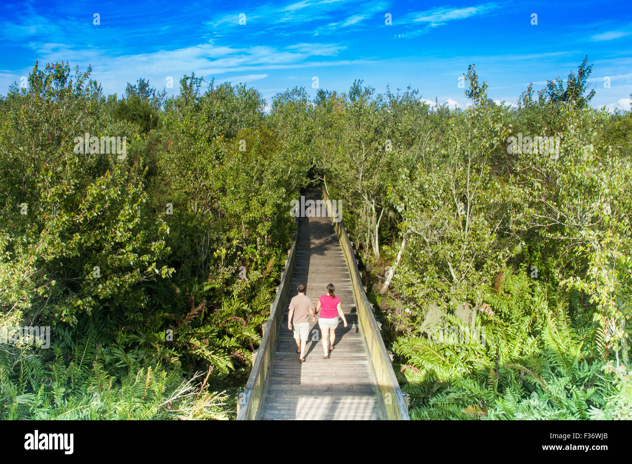 Parco,tree,verde,l'estate,natura,naturale foresta,,Molla,sunny,sole,relax,jungle,conservato parco,escursioni,percorso,passeggiate, Foto Stock