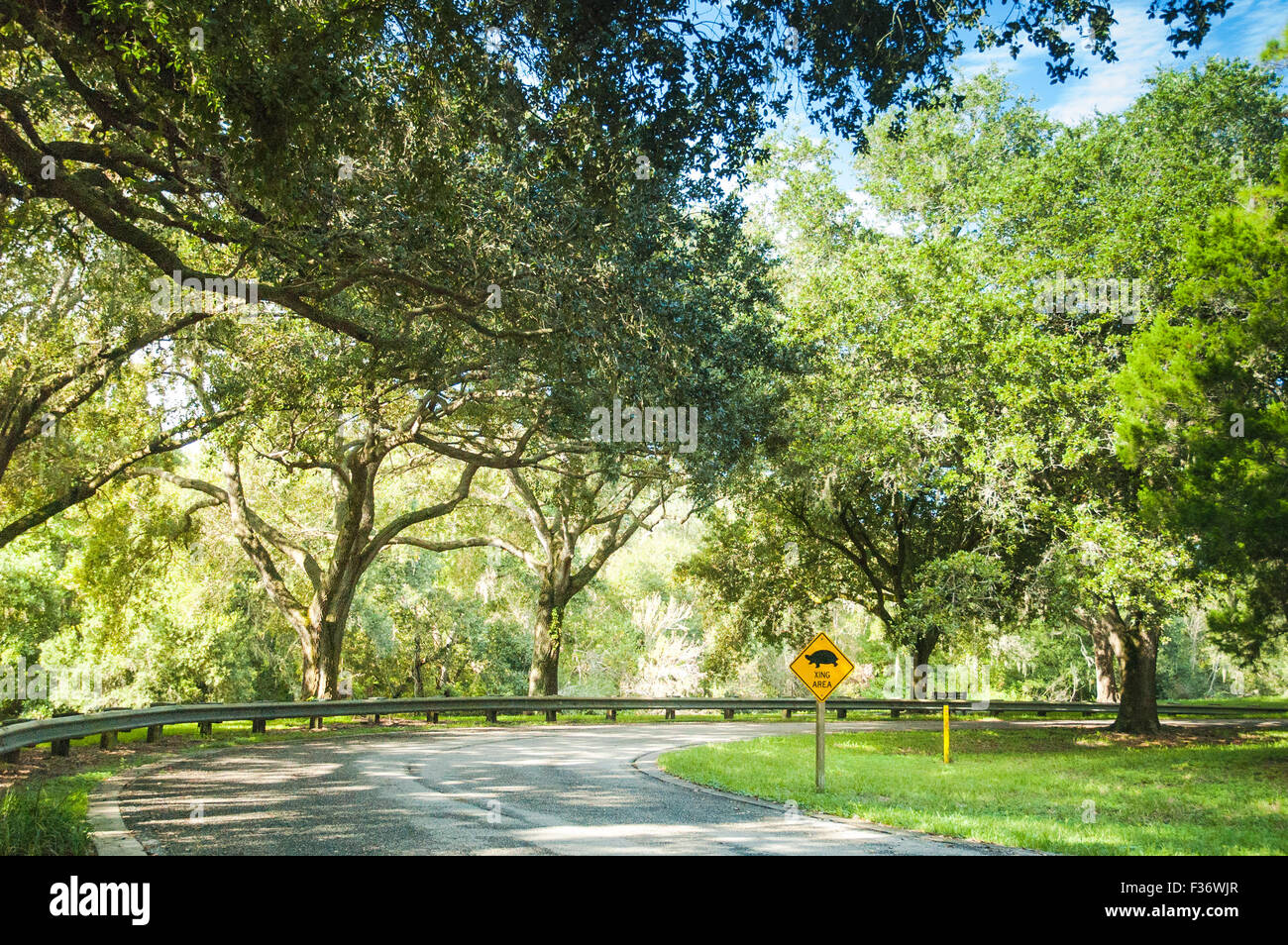 Verde foresta Trekking giungla naturale parco della natura preservata percorso relax parco primavera estate sunny sunshine tree walking Foto Stock