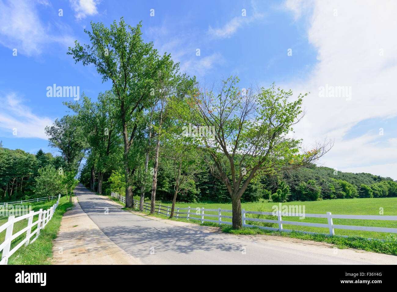 Strada in un ranch di cavalli con recinto bianco in una giornata di sole Foto Stock