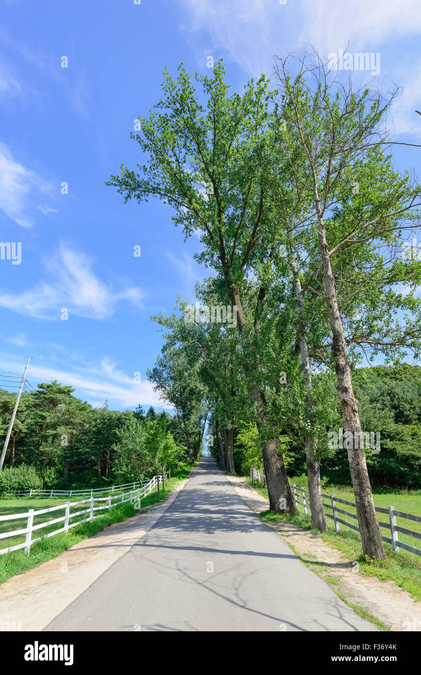 Strada in un ranch di cavalli con recinto bianco in una giornata di sole Foto Stock