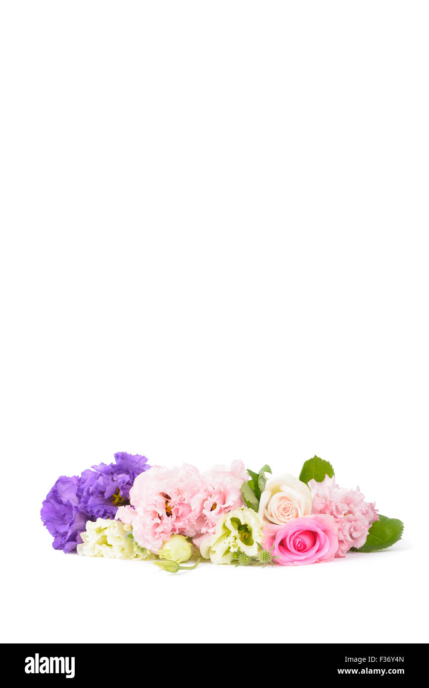 Viola e rosa per i garofani e le rose isolato su bianco Foto Stock