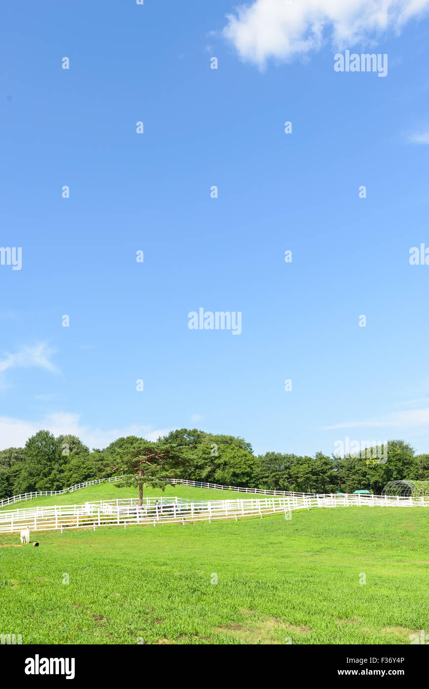 Paesaggio di cavallo ranch con recinto bianco in una giornata di sole Foto Stock