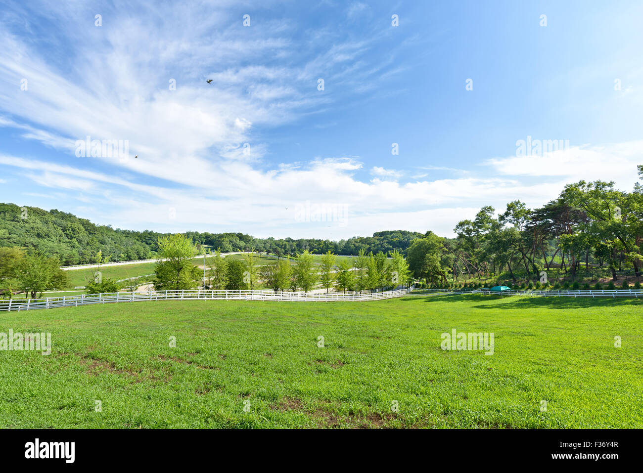 Paesaggio di cavallo ranch con recinto bianco in una giornata di sole Foto Stock