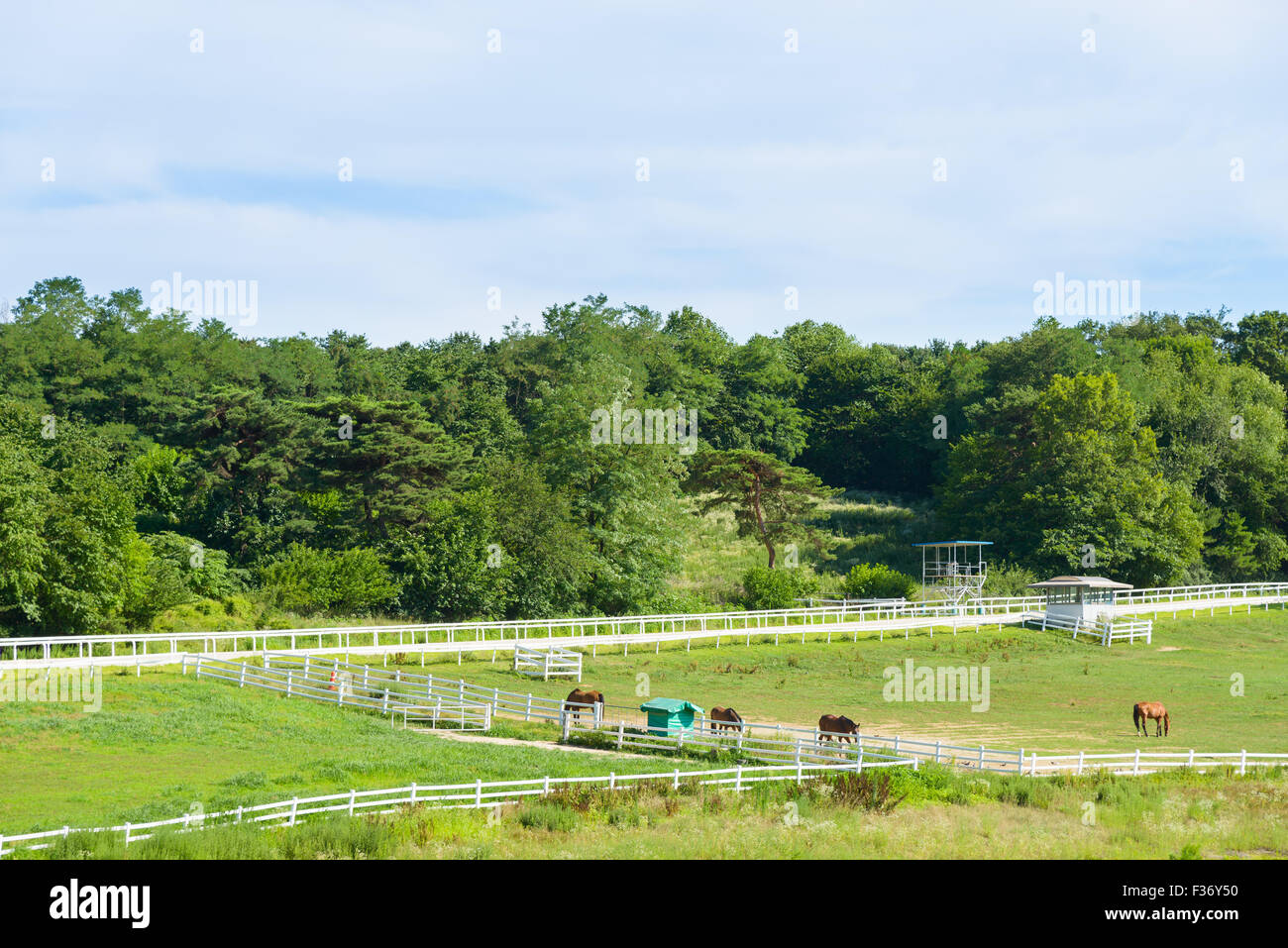 Paesaggio di cavallo ranch con recinto bianco in una giornata di sole Foto Stock