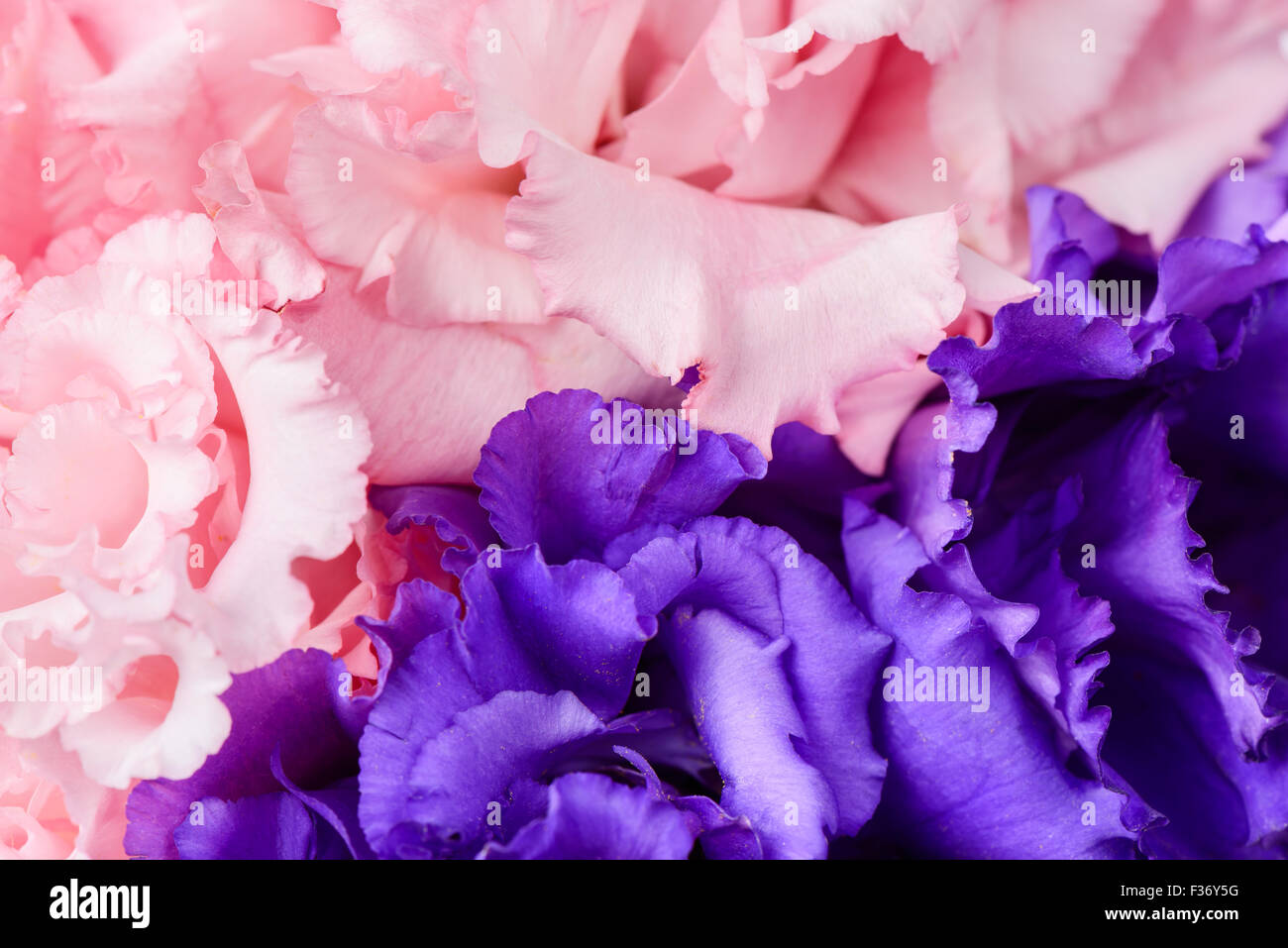 Full frame di immagine macro di fiori di garofano Foto Stock