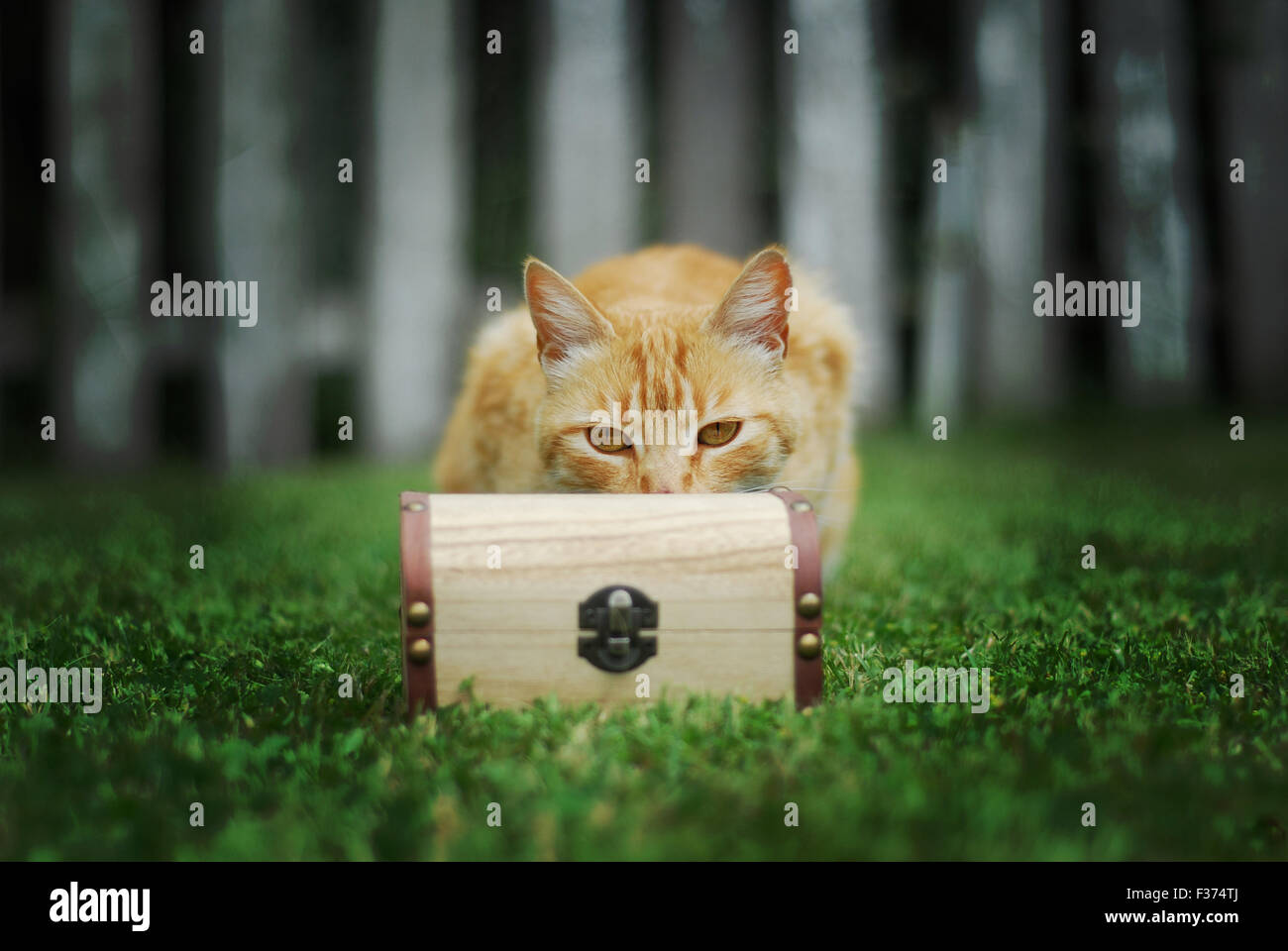 Il gatto giallo con la misteriosa scatola piccola tesoro Foto Stock