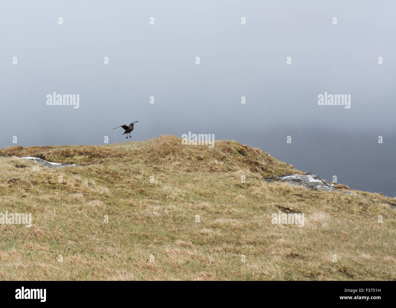 Skua atterraggio su un prato su isole Faerøer Foto Stock