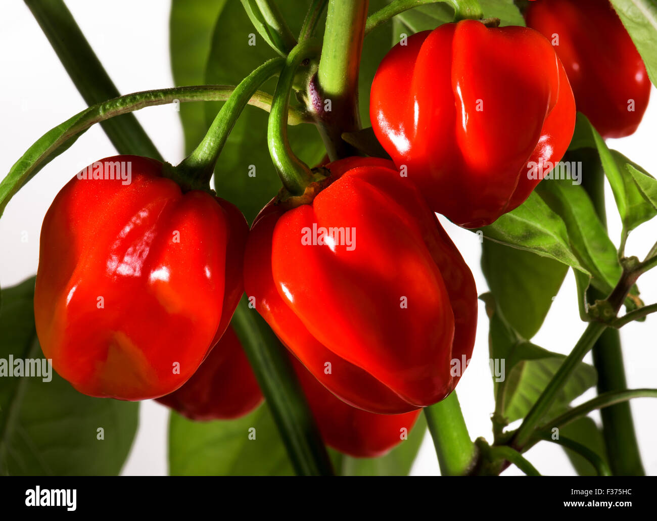 Molto rosso peperoncino habanero hot chili pepper sulla bussola verde rosso raccolto fresco autunno brillantezza alimentare cuoco spezie bianco piccante Foto Stock