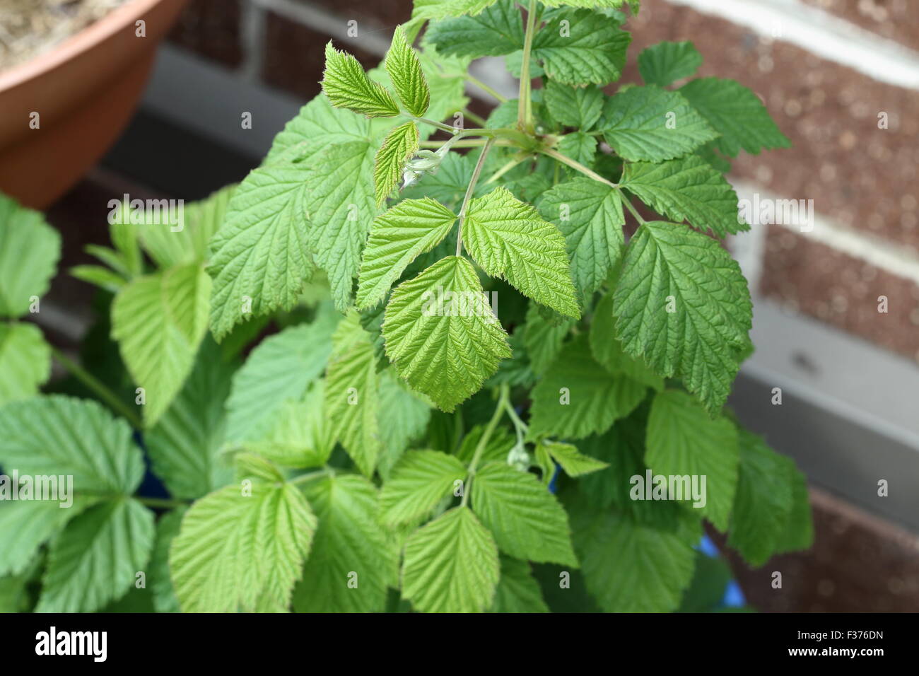 Coltivazione di piante di lampone in una benna Foto Stock