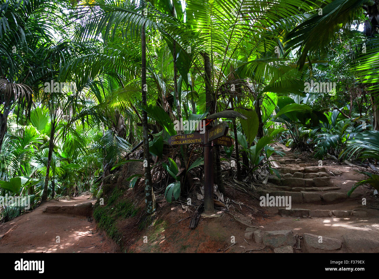 Percorsi e vegetazione in la Vallee de Mai Parco Nazionale, sito Patrimonio Mondiale dell'UNESCO, l'Isola di Praslin, Seicelle Foto Stock