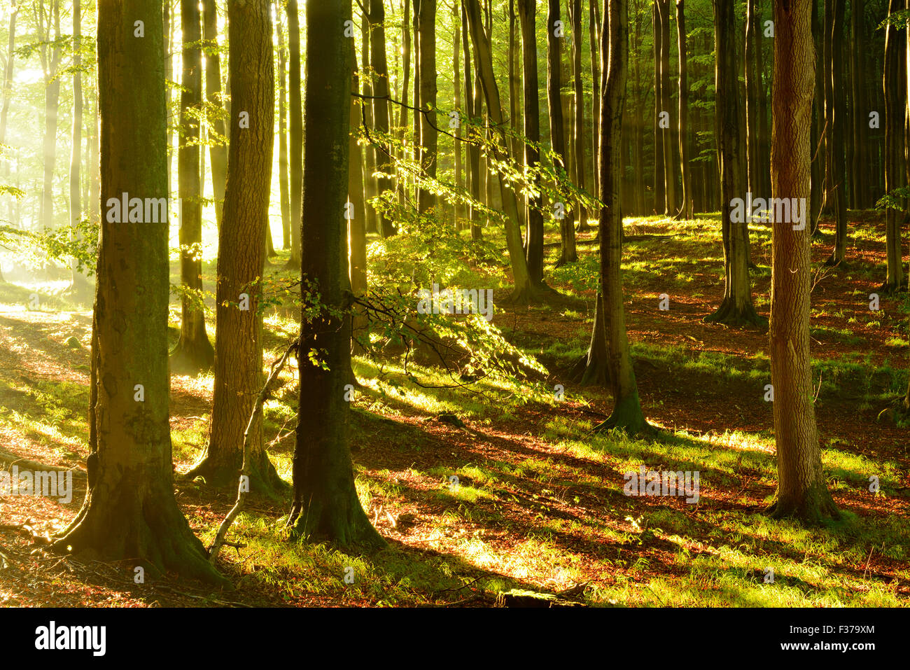 I raggi di luce solare naturale nella foresta di faggio (Fagus sp.), Stubnitz, Jasmund National Park, Rügen, Meclemburgo-Pomerania Occidentale Foto Stock