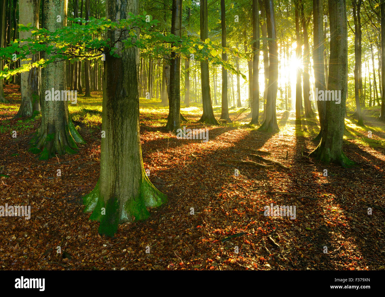 I raggi di luce solare naturale nella foresta di faggio (Fagus sp.), Stubnitz, Jasmund National Park, Rügen, Meclemburgo-Pomerania Occidentale Foto Stock