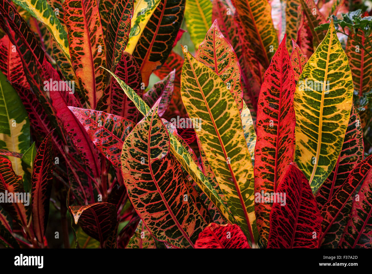 Giardino croton o variegata di croton (Codiaeum variegatum), La Digue Island, Seicelle Foto Stock