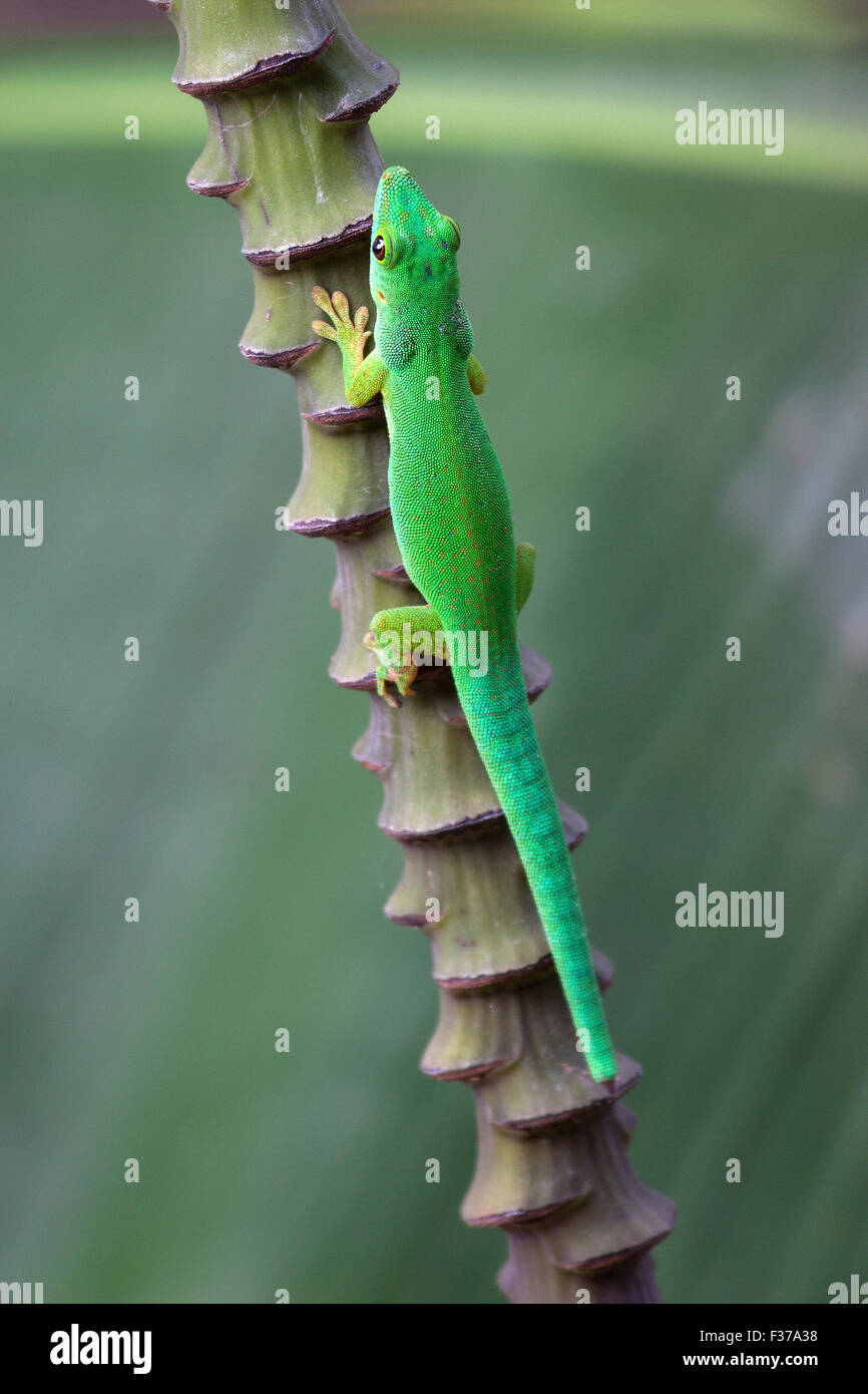 Green Day gecko (Phelsuma), La Digue Island, Seicelle Foto Stock