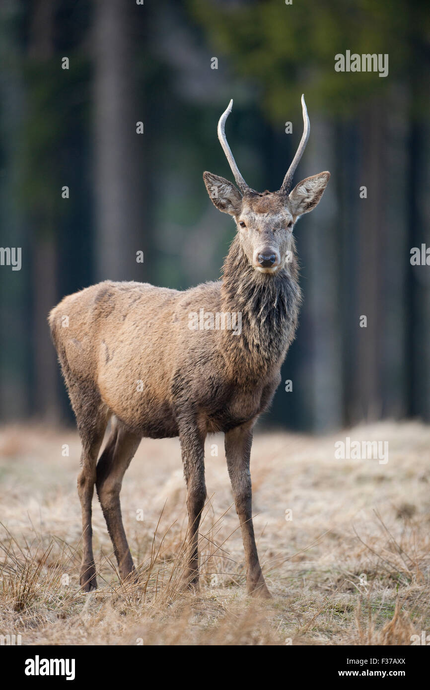 Giovani il cervo (Cervus elaphus), captive, Bassa Sassonia, Germania Foto Stock
