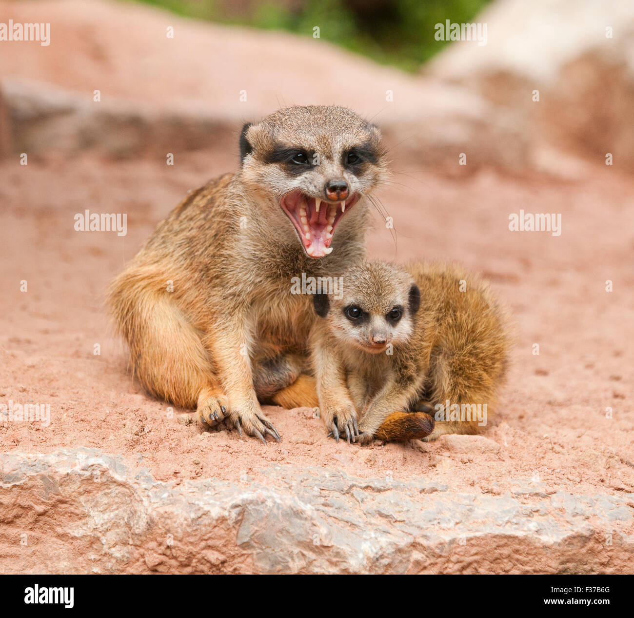 Meerkats (Suricata suricatta), adulti e giovani, captive, Turingia, Germania Foto Stock