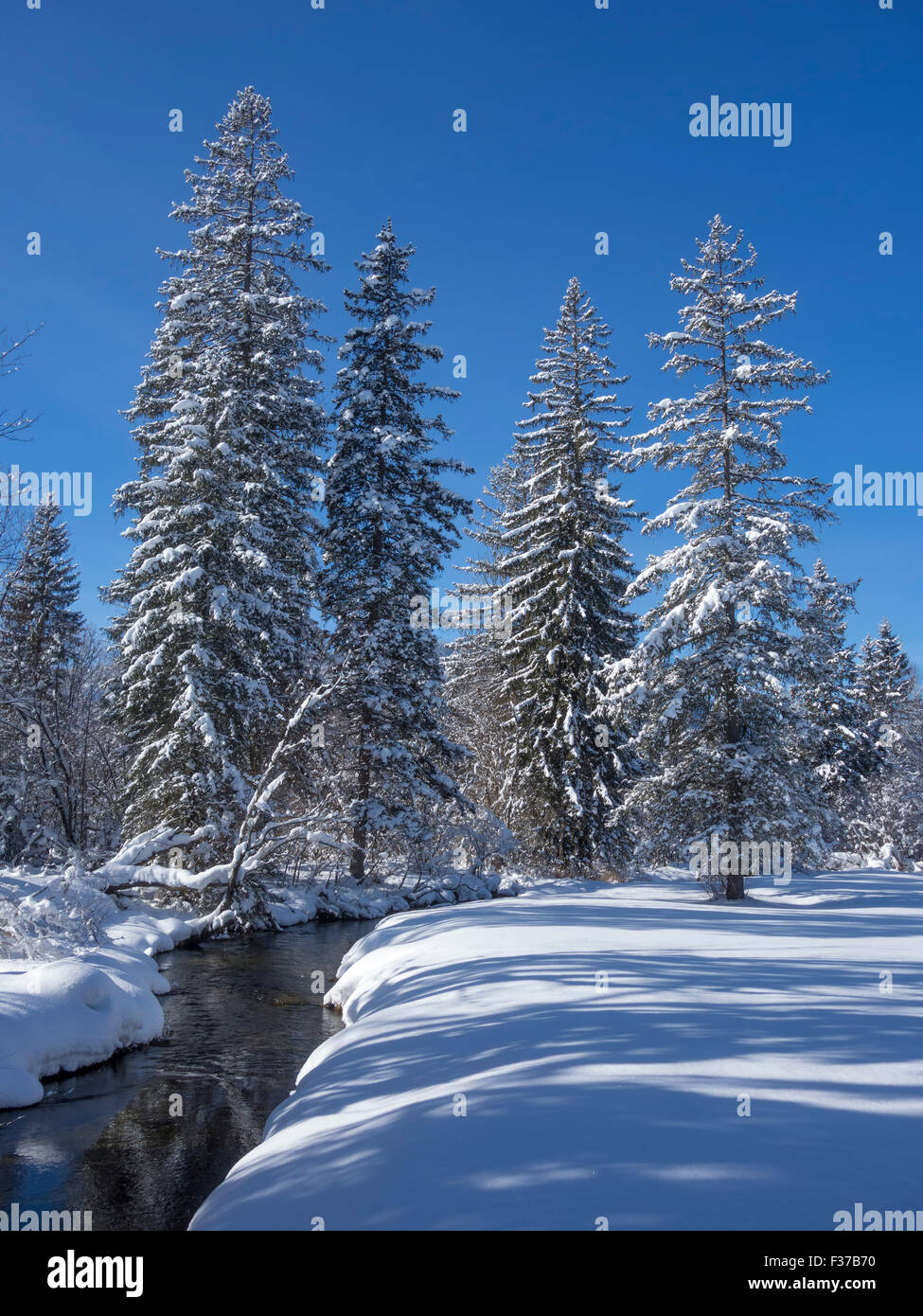 Ruscello invernale, pista di fondo Ödensee, Bad Mitterndorf, Stiria, Austria Foto Stock