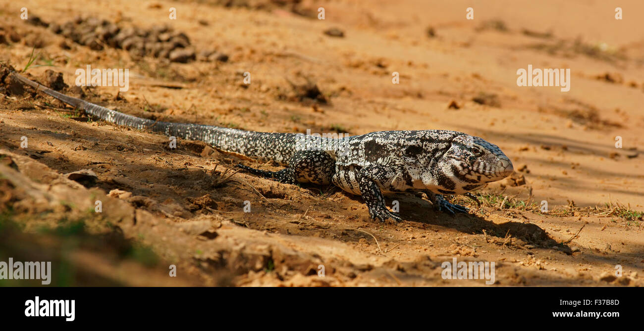 L'argentino in bianco e nero tegu (Salvator merianae, Syn. Tupinambis merianae), Pantanal, Brasile Foto Stock