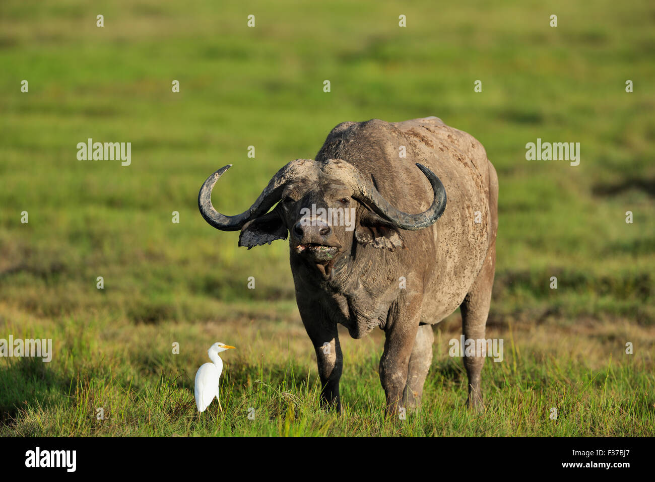 Bufalo africano o bufalo del capo (Syncerus caffer), nel terreno paludoso, Amboseli, Kenya Foto Stock