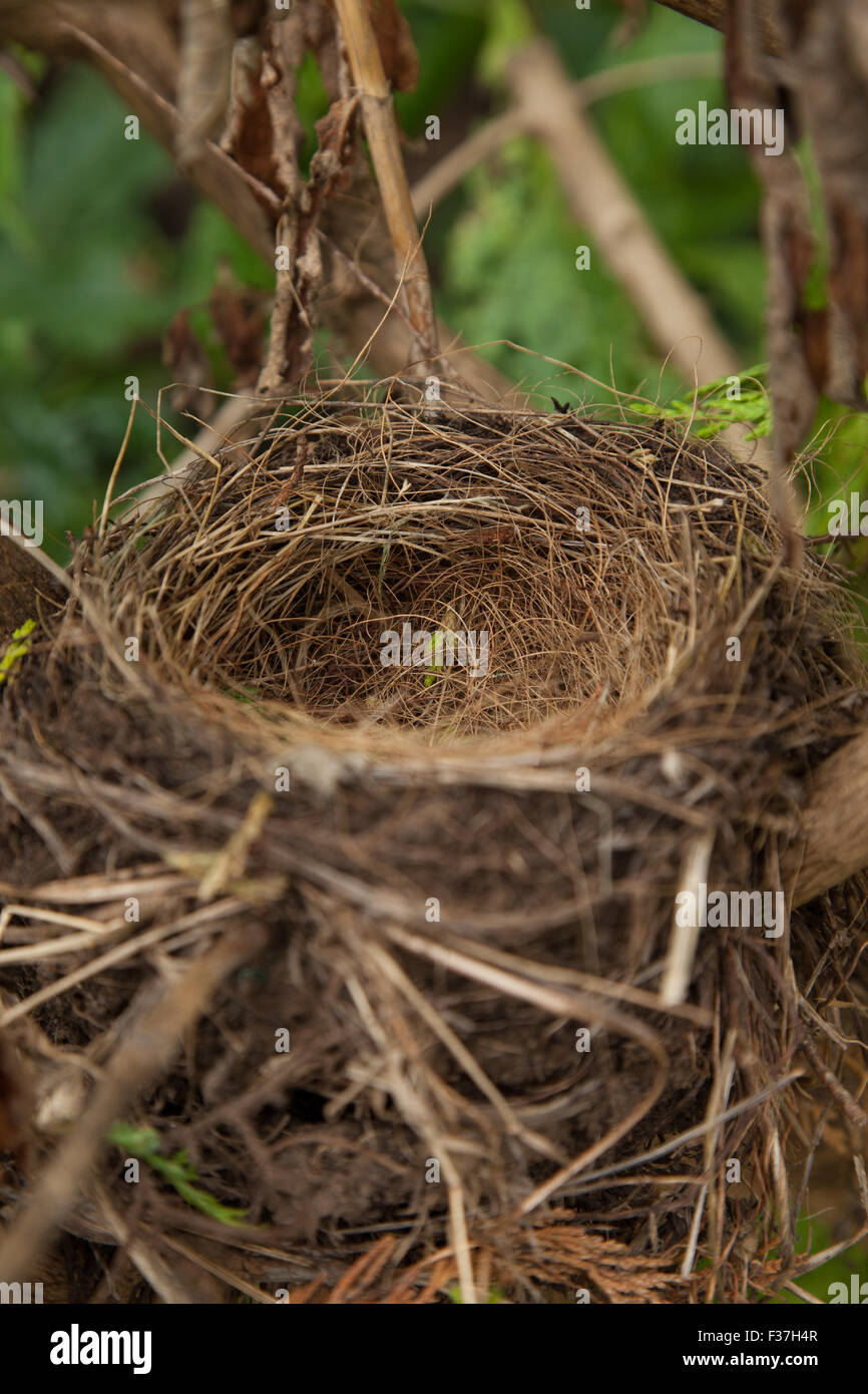 Un Nido di vuoto di un merlo, in un giardino scozzese. Foto Stock