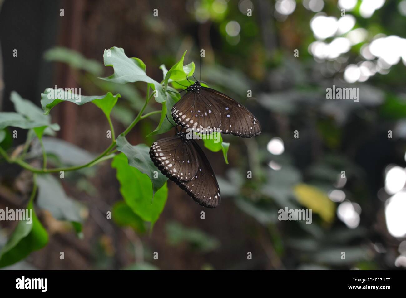 Due comuni crow farfalle Foto Stock