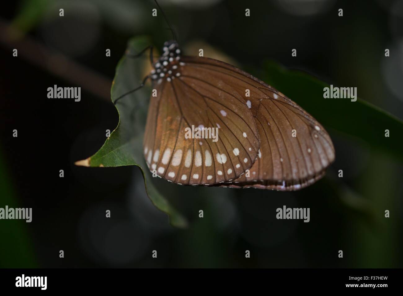 Il corvo comune butterfly close-up Foto Stock