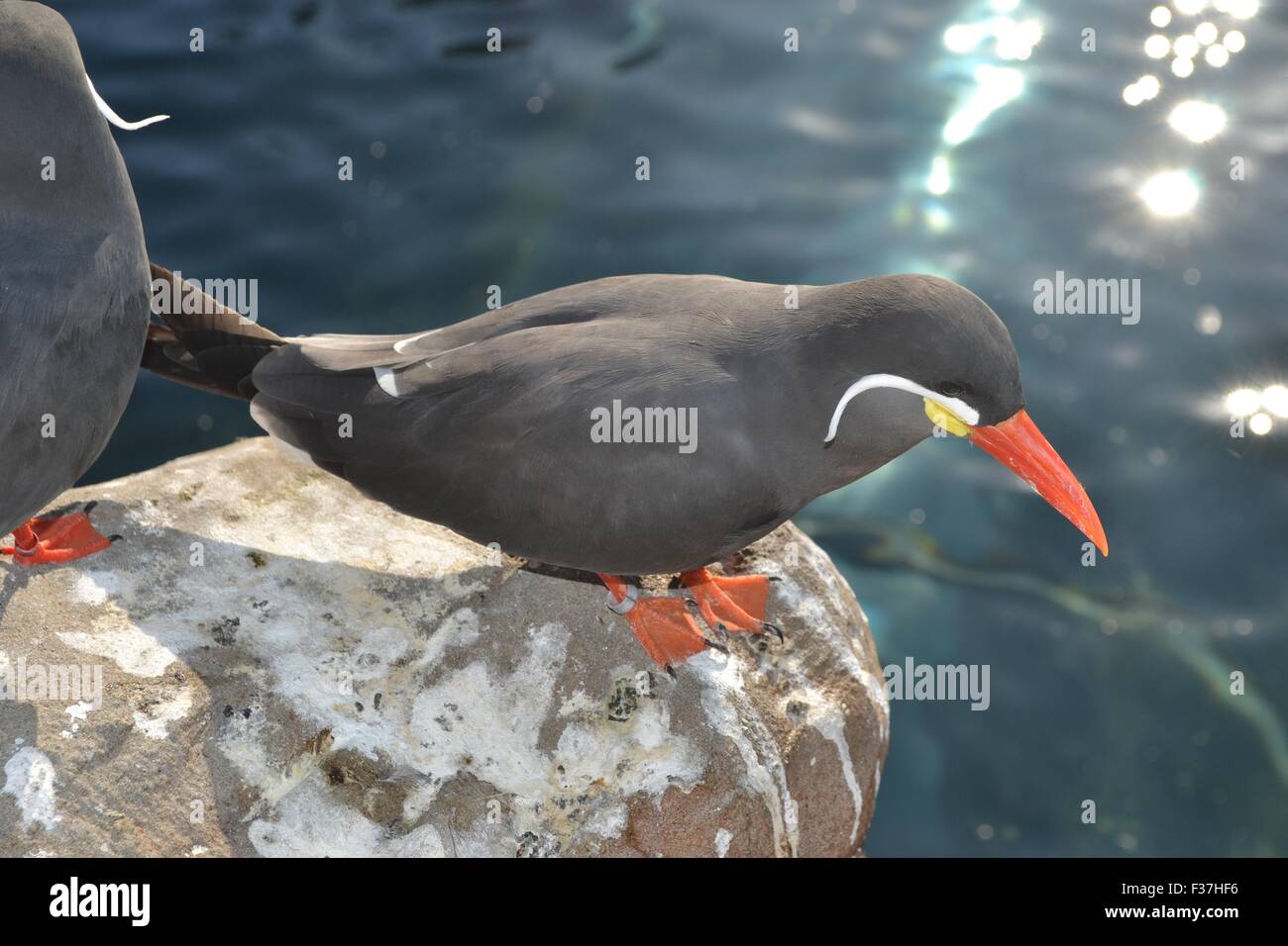 Inca Tern sulle rocce Foto Stock