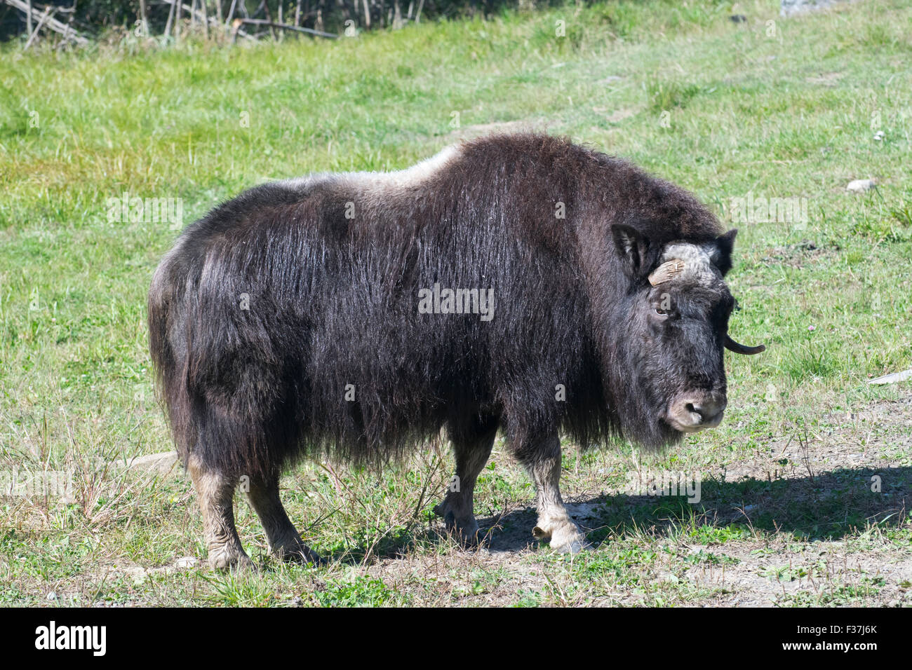 Un muschio Ox presso Omega Park. Foto Stock