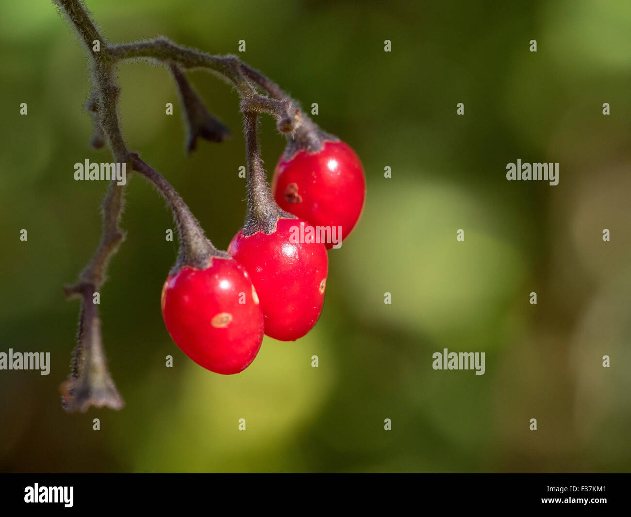 Bittersweet nightshade bacche. (Solanum dulcamara ) Foto Stock