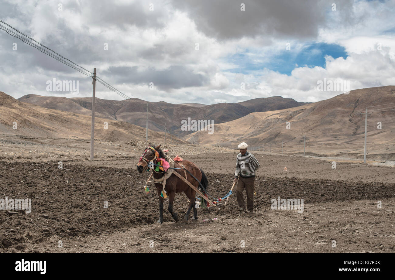 Un agricoltore in Tibet arando un campo con un cavallo pilotato aratro untilising metodi agricoli tradizionali. Foto Stock