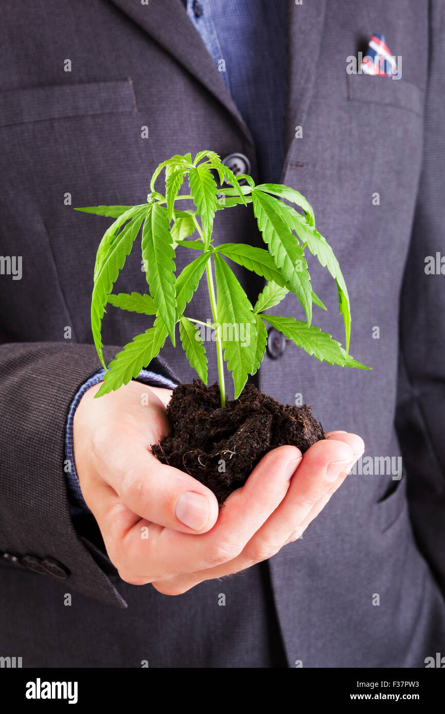 Caucasian uomo bello in tuta hodling giovani pianta di cannabis con il terreno nella sua mano. Il trafficante di droga. Foto Stock