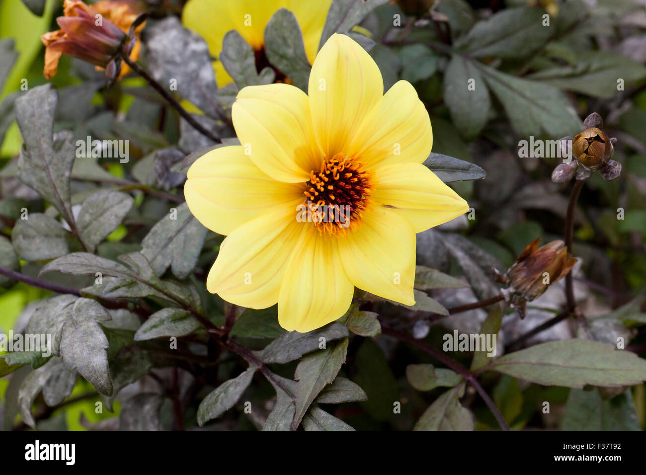 Dahlia hybrid 'Mystic illusione" - USA Foto Stock