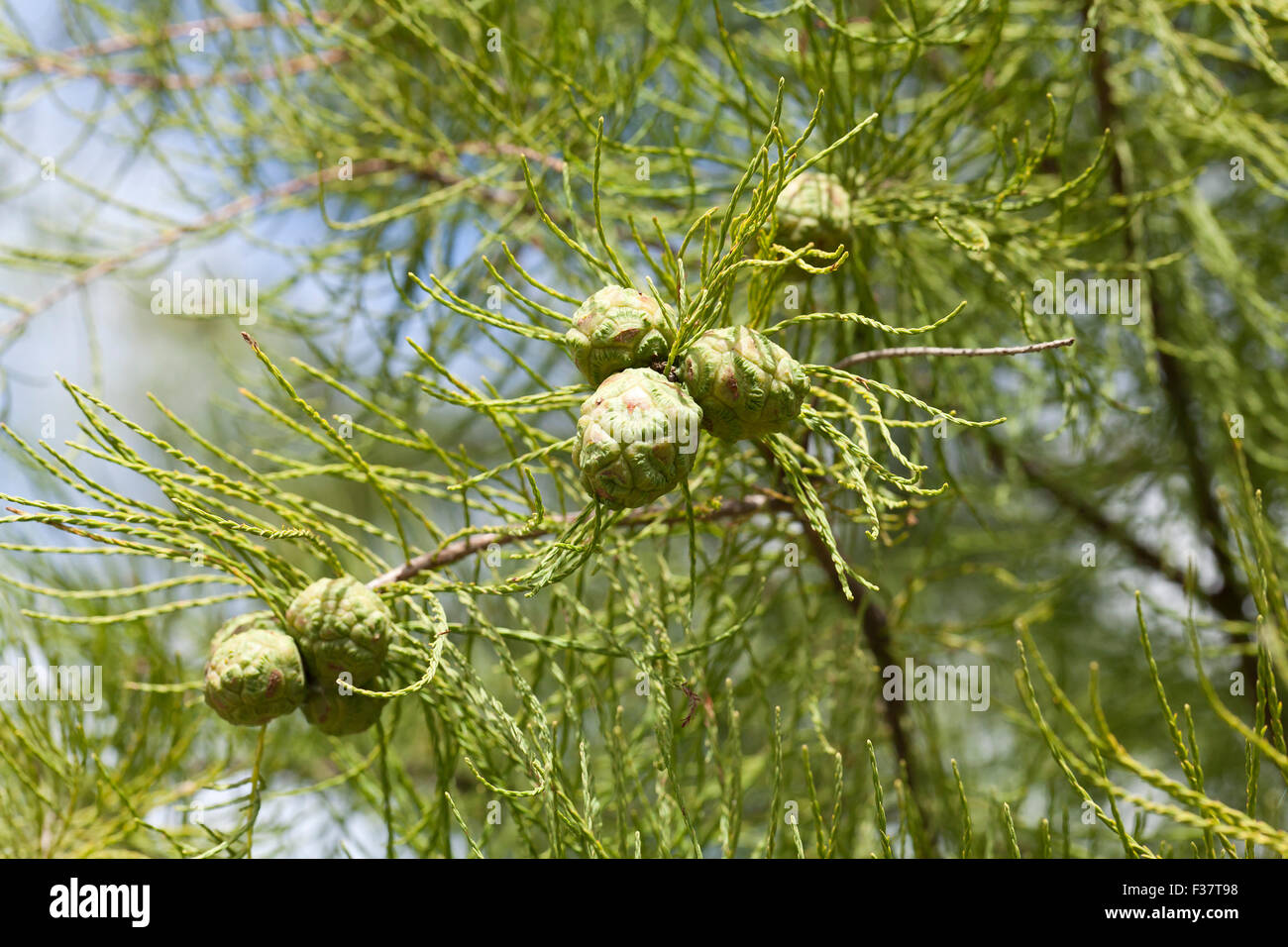 Pond cypress coni (Taxodium ascendens) - USA Foto Stock