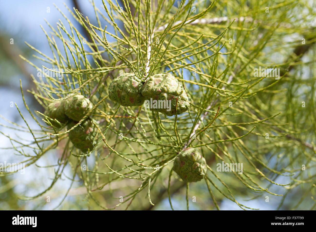 Pond cypress coni (Taxodium ascendens) - USA Foto Stock