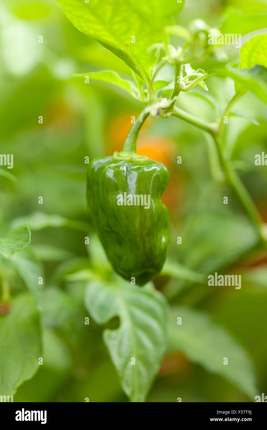 Habanero Peperoncino (Capsicum chinense) Foto Stock