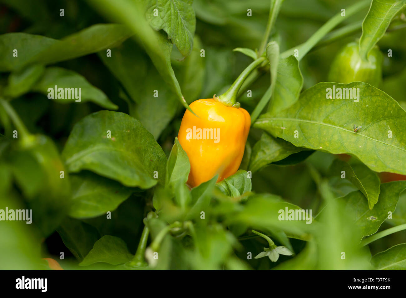 Habanero Peperoncino (Capsicum chinense) Foto Stock