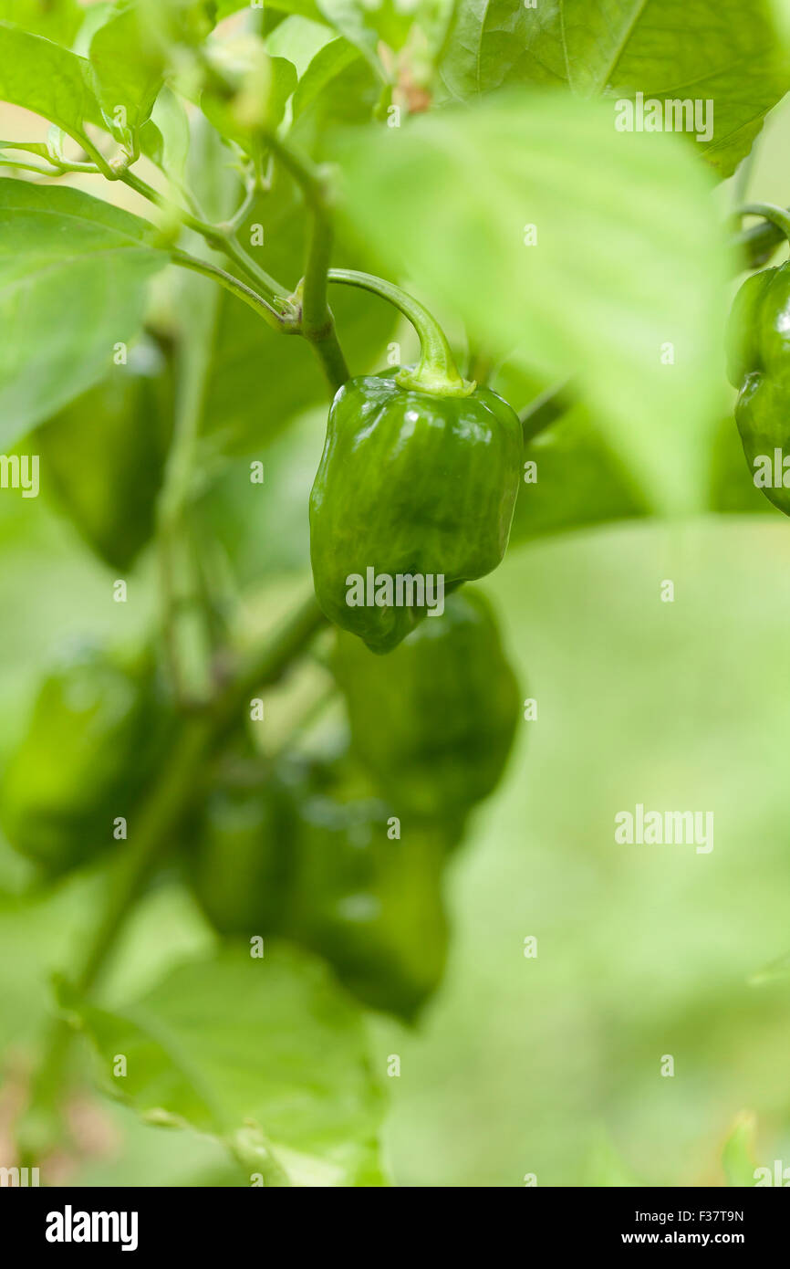 Habanero Peperoncino (Capsicum chinense) Foto Stock