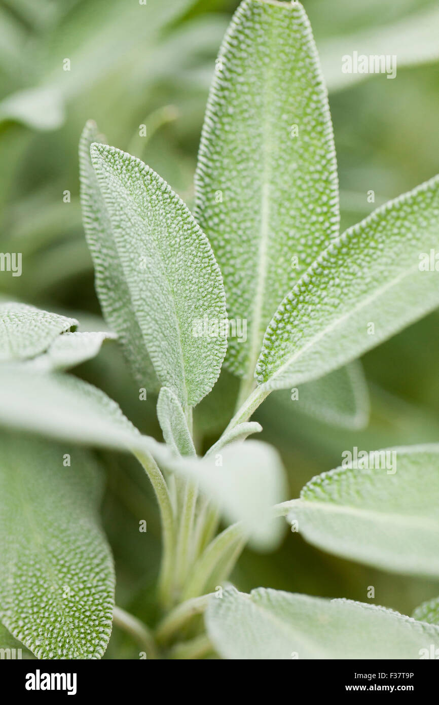 Impianto di salvia (Salvia officinalis) - USA Foto Stock