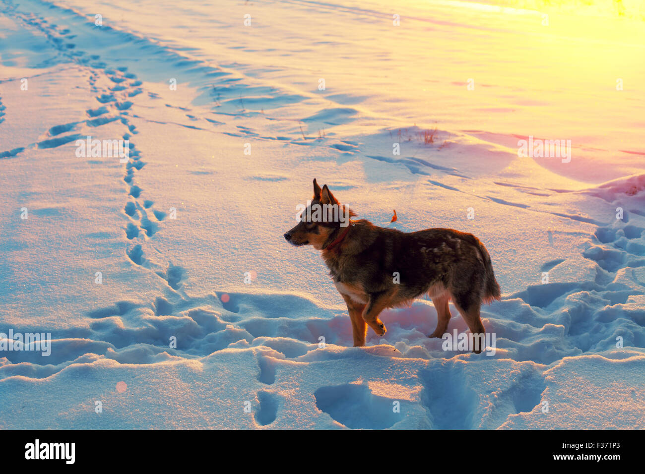 Cane a camminare su un campo nevoso al tramonto Foto Stock