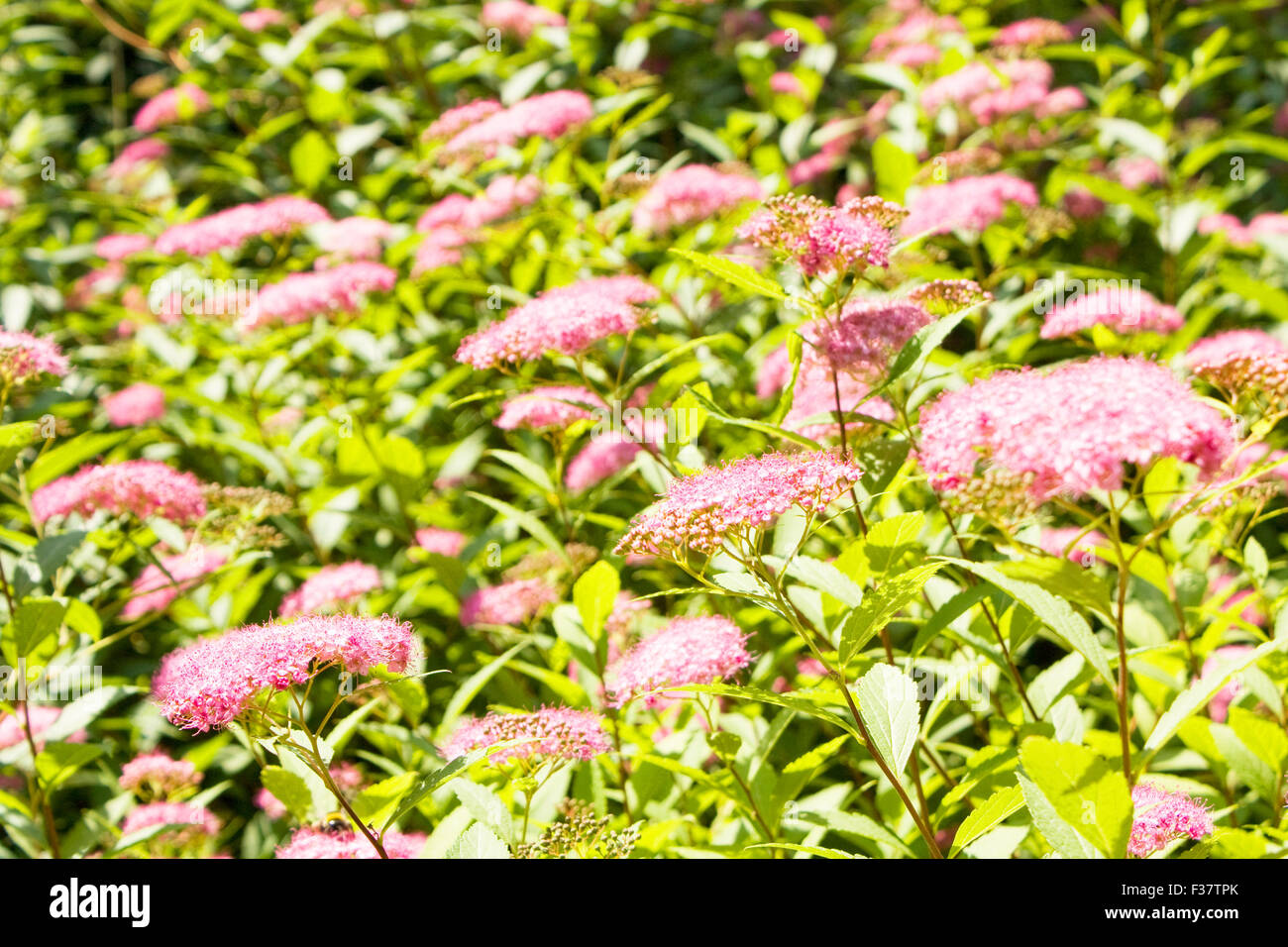 Aiuola con molti fiori spirea giapponese di colore rosa. Foto Stock