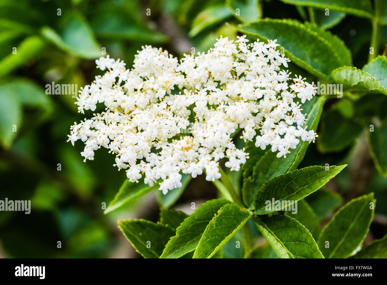 Elderflowers (Sambucus nigra). Foto Stock