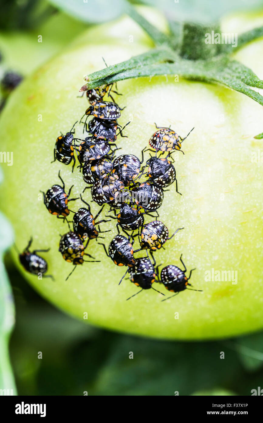 Le larve di insetti verde ( Nezara viridula ) su un pomodoro. Foto Stock