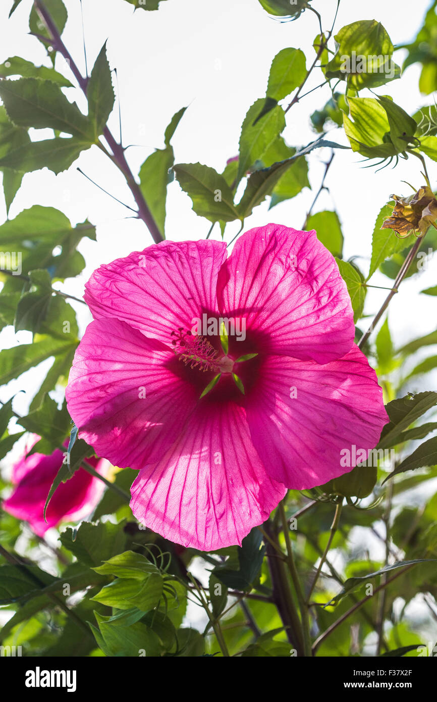 Ibisco gigante. Foto Stock