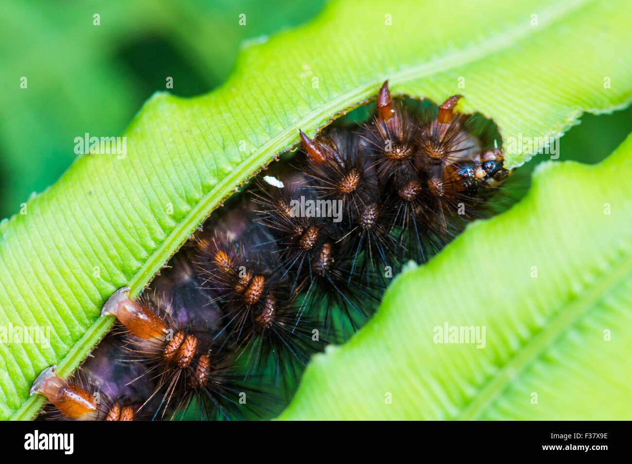 Caterpillar su una foglia. Foto Stock