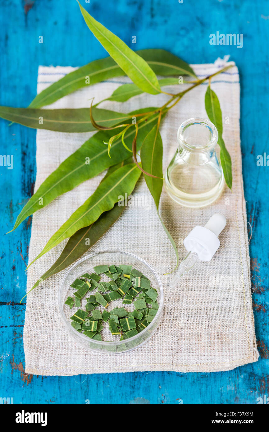 Olio essenziale di eucalipto. Foto Stock