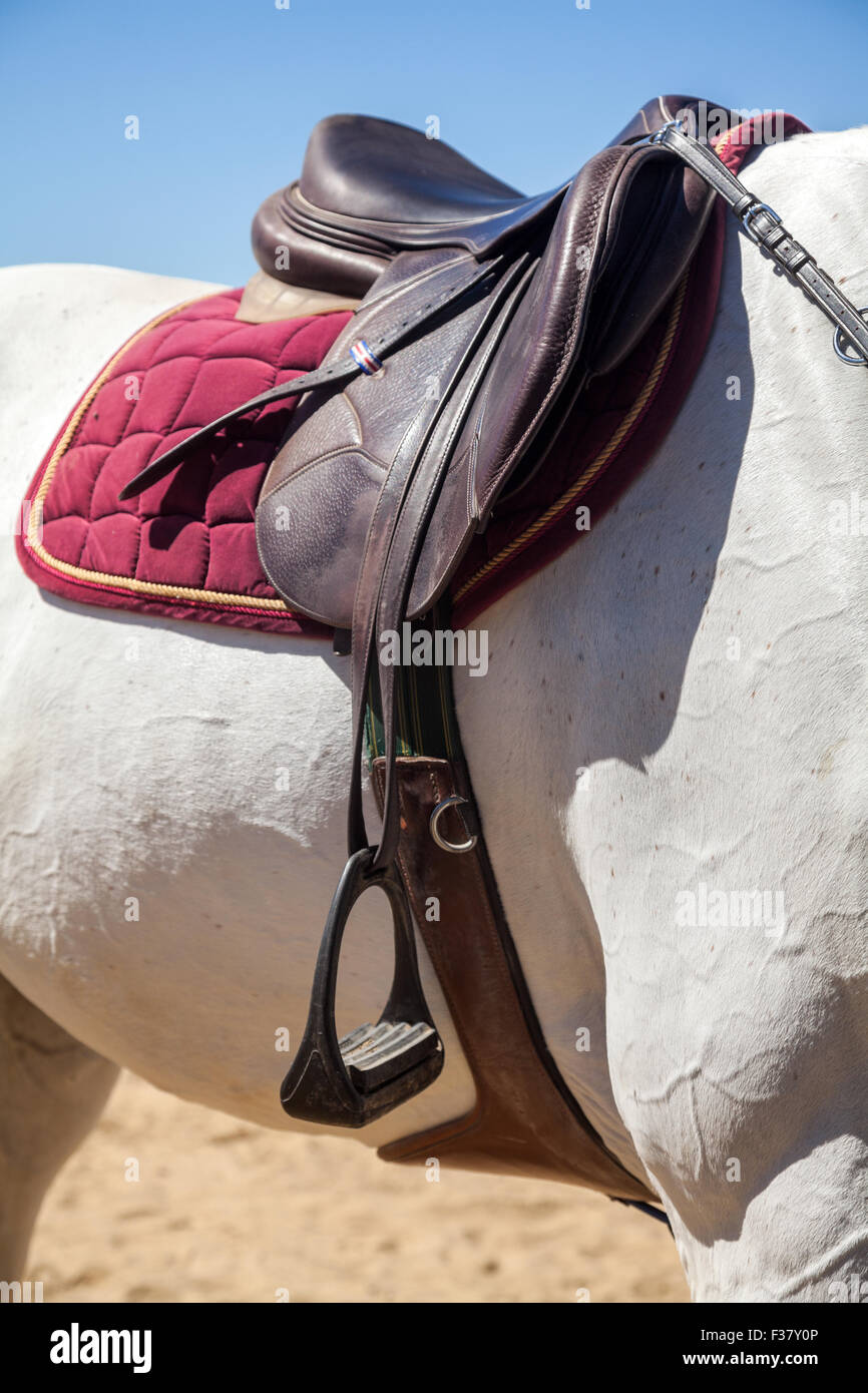 Una sella sellati sul dorso di un cavallo sport Foto Stock