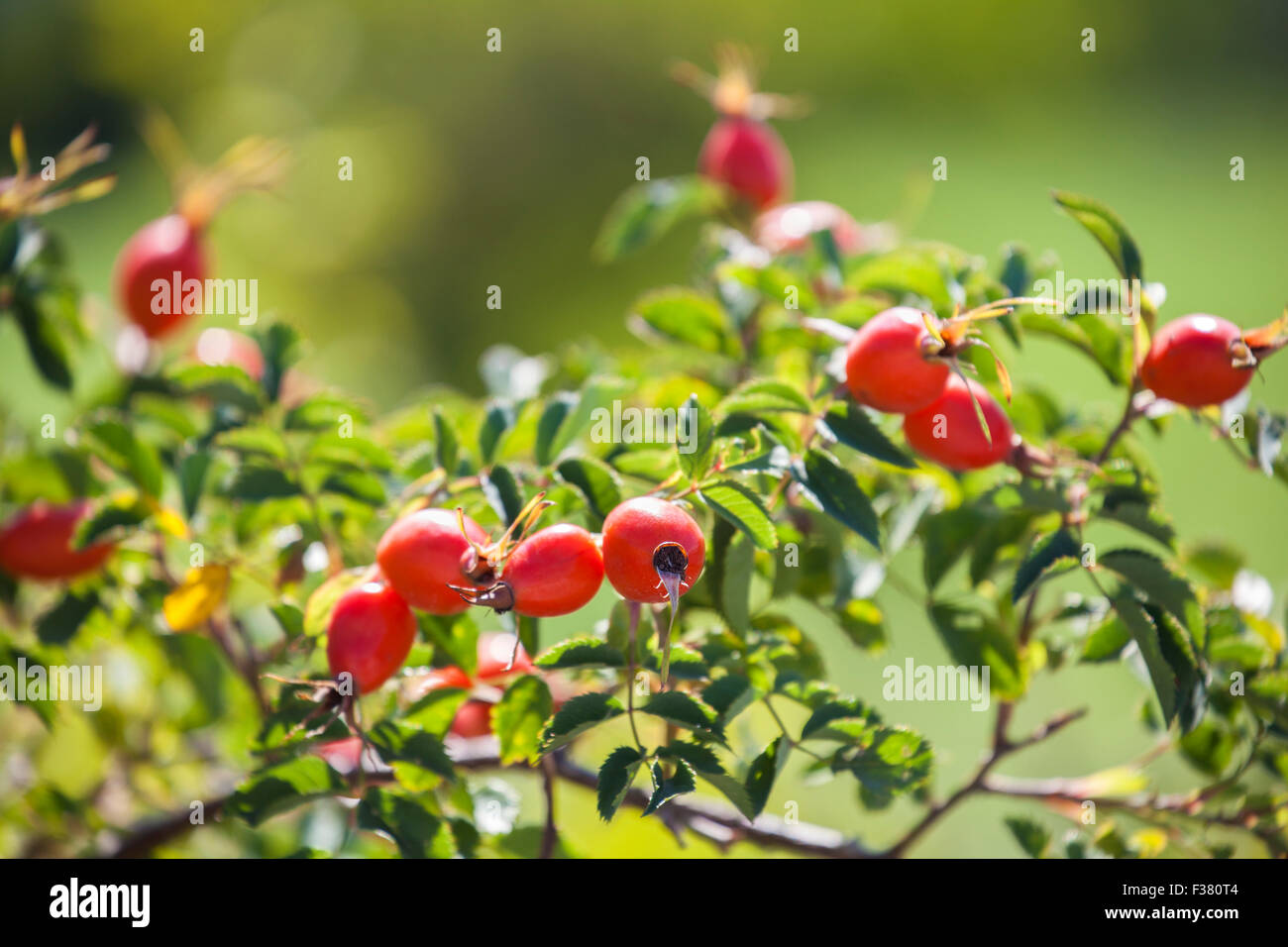 Il ramo di hip bush con molti rossi maturi cinorrodi sotto un sole autunnale raggi. Un frutto naturale crescente libero e pronto per il prelievo in t Foto Stock
