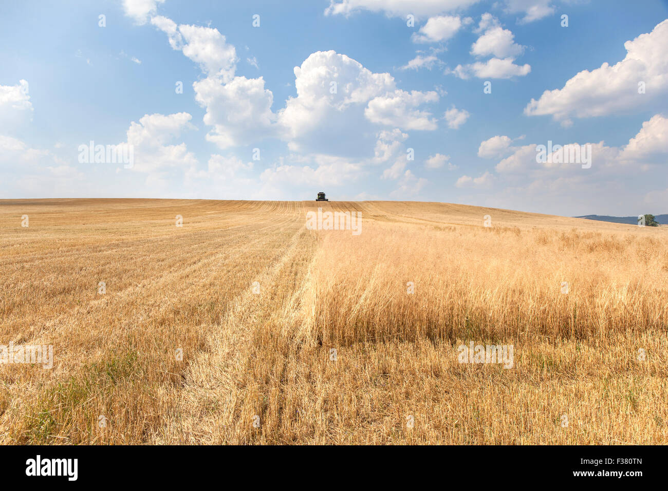 Paesaggio rurale con un harvester raccogliendo un ampio campo di grano in un caldo giorno d'estate. La macchina è in movimento direttamente alla fotocamera. T Foto Stock