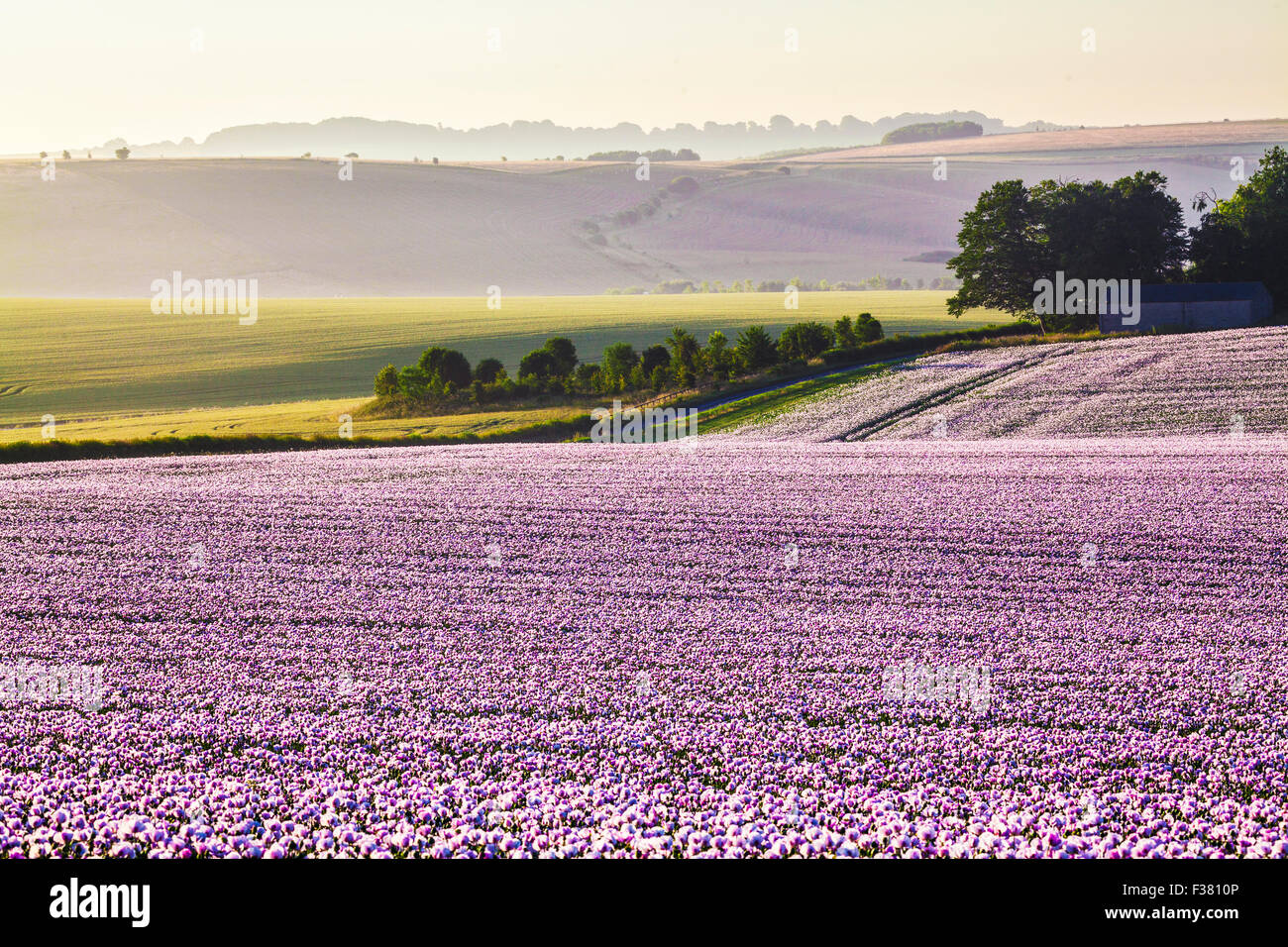 Tramonto su un campo coltivato di papaveri bianchi sui bassi di Marlborough nel Wiltshire. Foto Stock