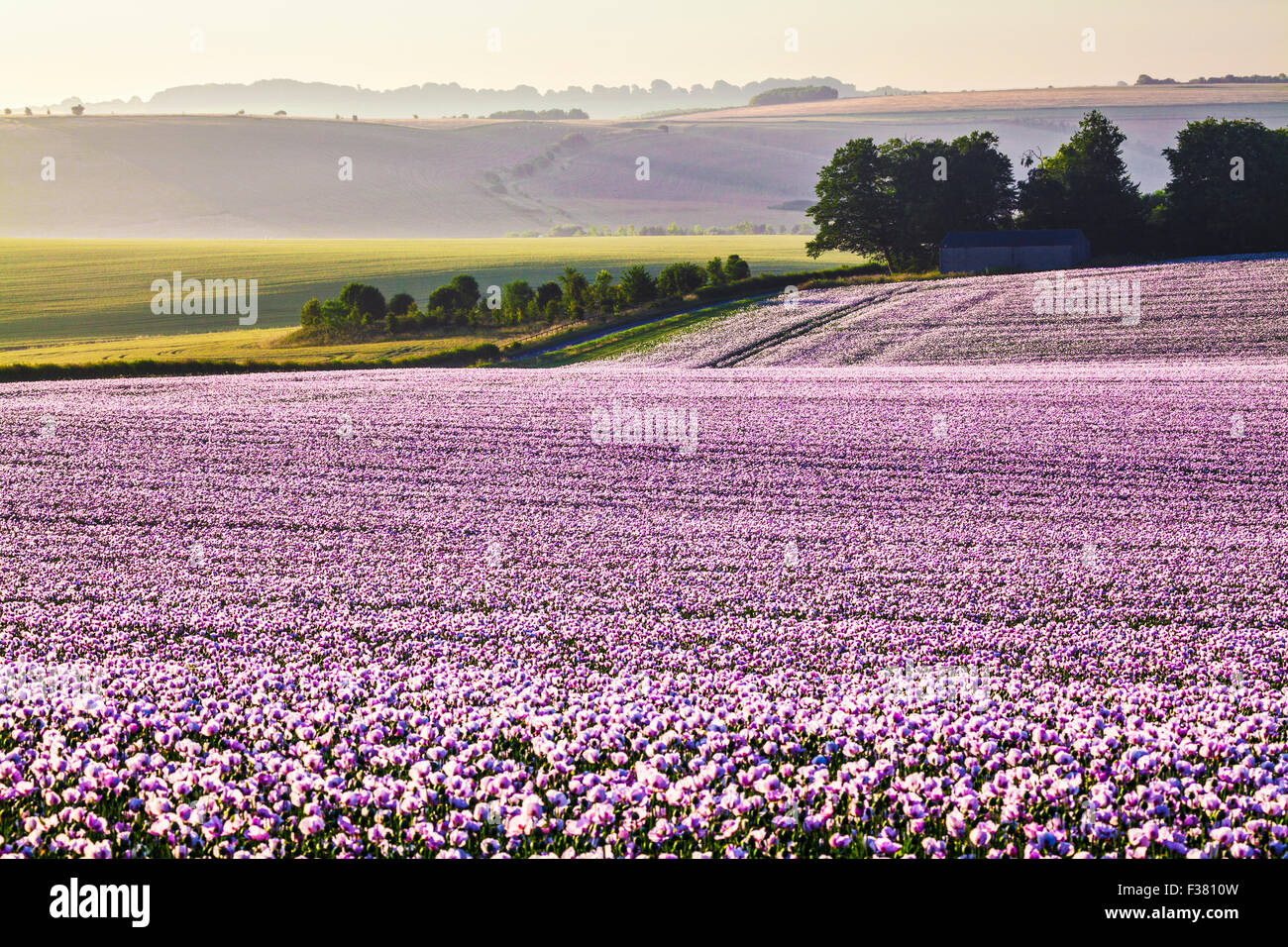 Tramonto su un campo coltivato di papaveri bianchi sui bassi di Marlborough nel Wiltshire. Foto Stock